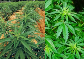 How to Grow Medical Marijuana Business