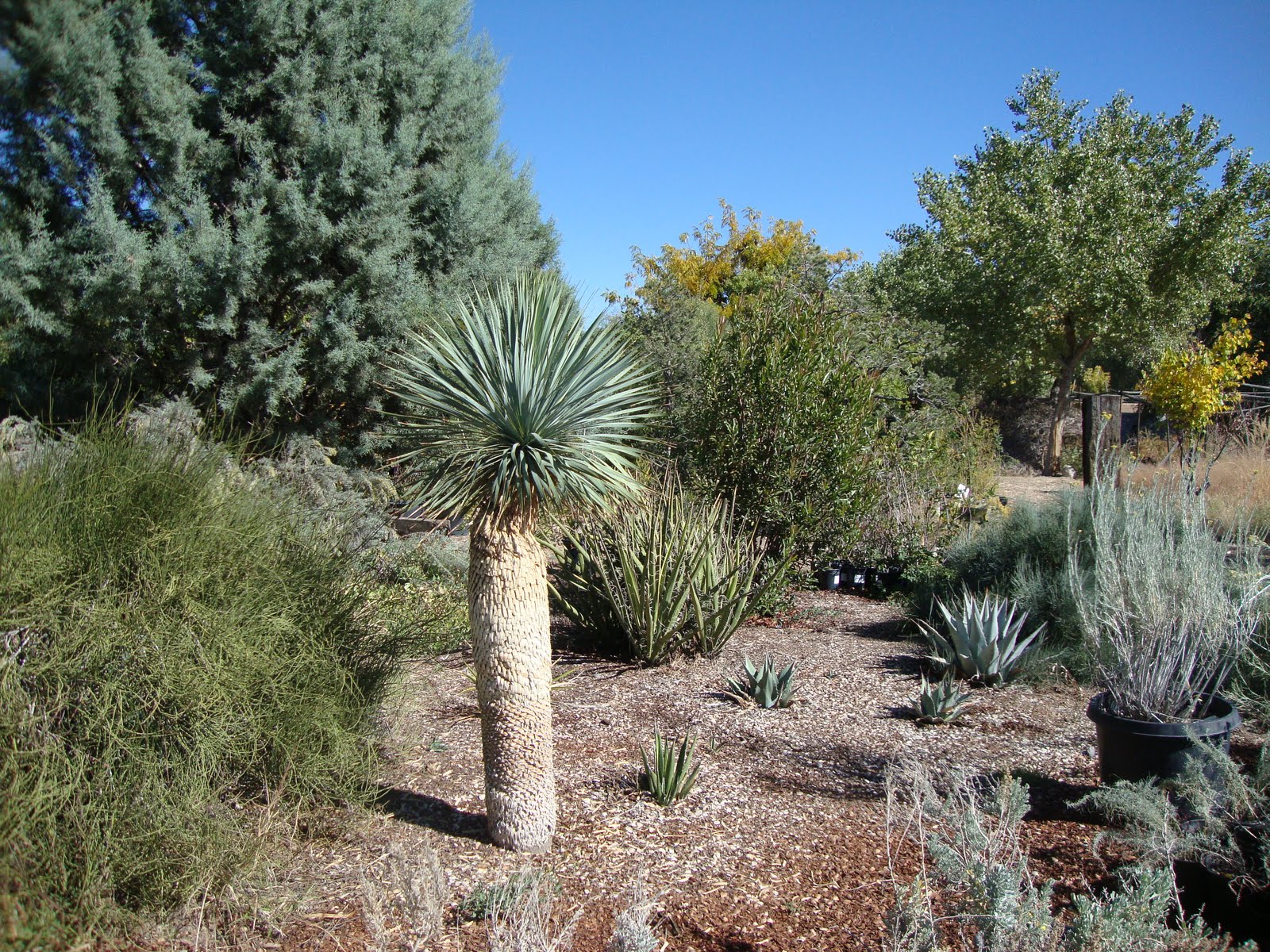 danger garden Plants of the Southwest, a nursery visit
