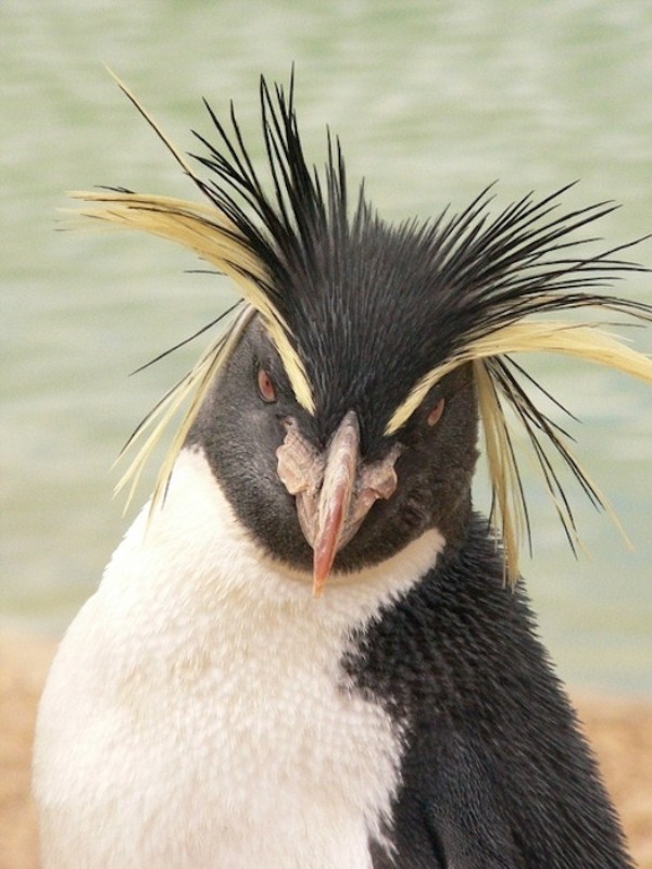 Funny Image Collection: Super Funny Animals! Pictures, images and videos!