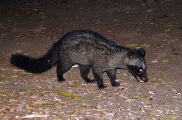 My Life My Point Of View Ini Musang Apa Garangan Ya