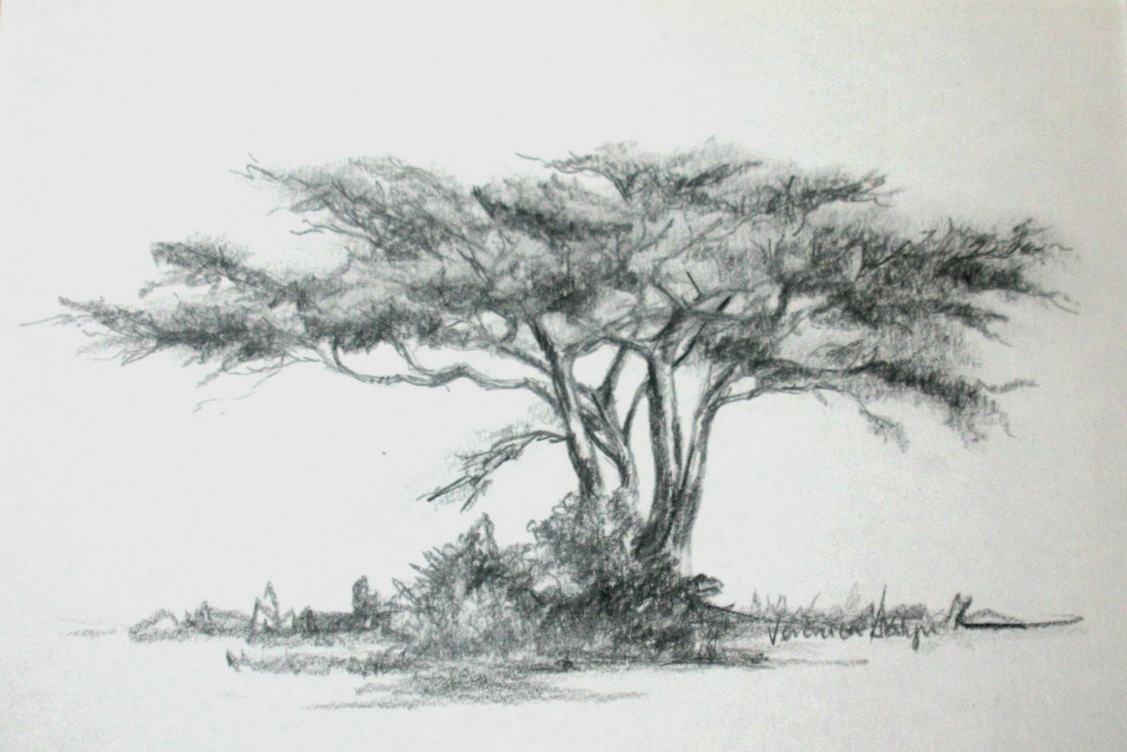 Acacia Tree