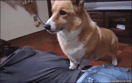 Amazing Creatures: Funny animal gifs - part 125 (10 gifs)