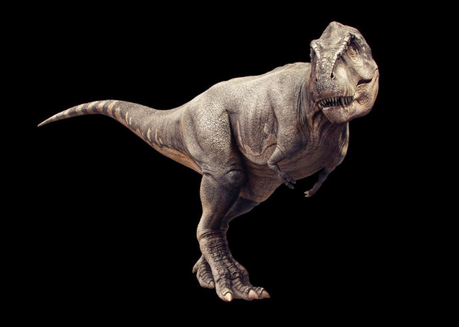 Pesquisa revela que dinossauro T-rex andava, não corria