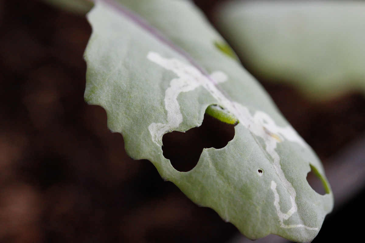 Banyan's End What's Eating My Cabbage and Broccoli Seedlings?