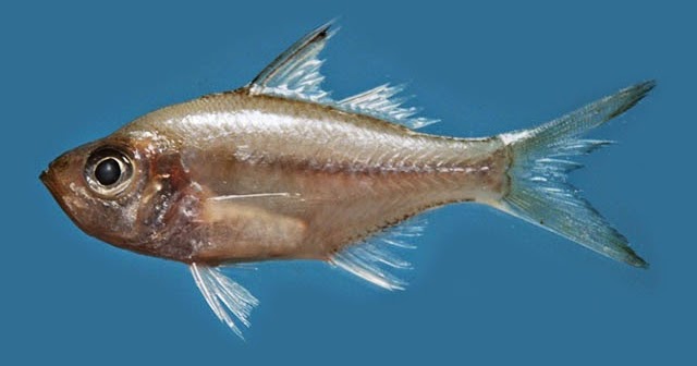 Asiatic Glassfishes | Fun Animals Wiki, Videos, Pictures, Stories