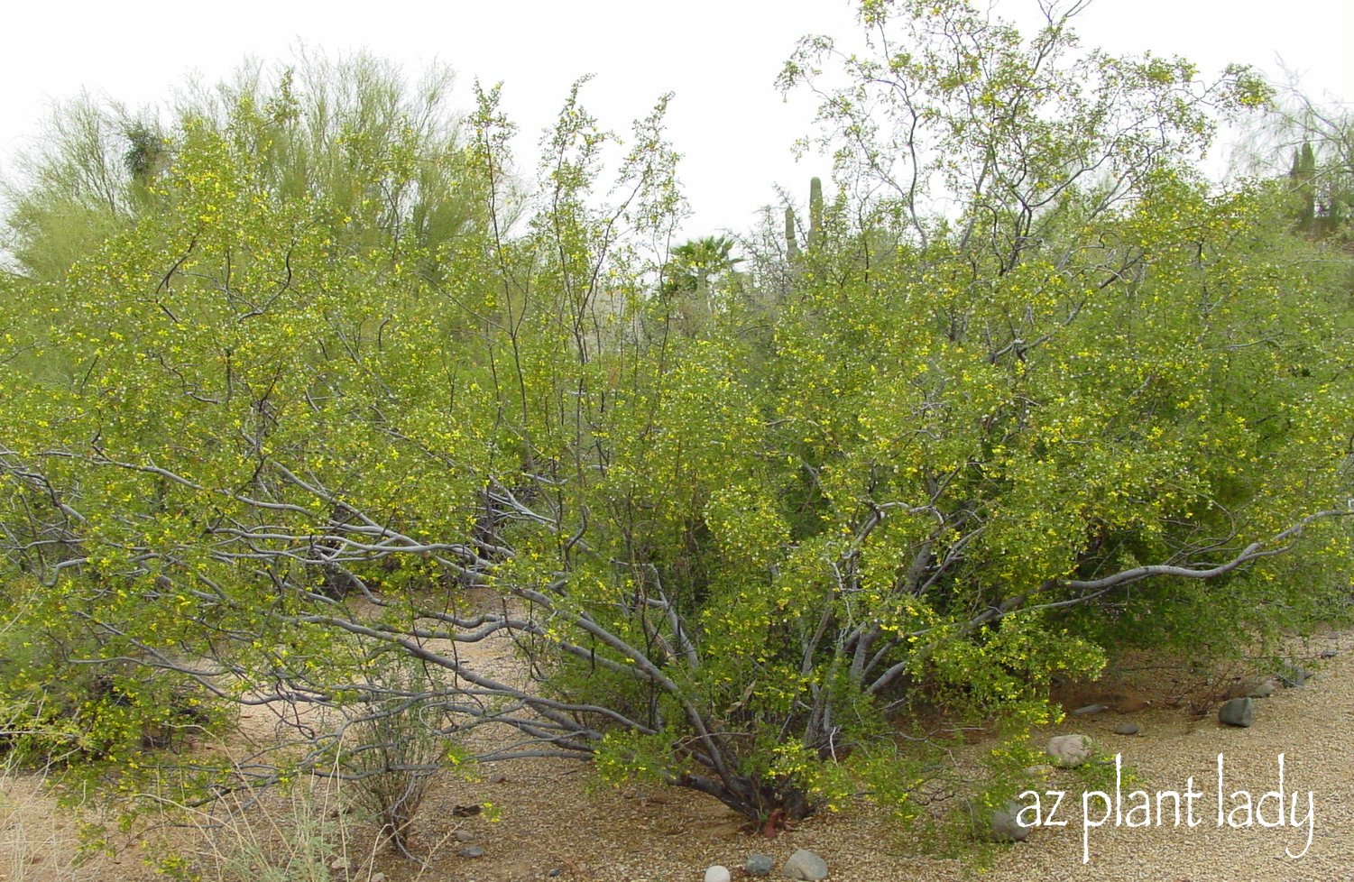 Cannundrums Creosote Bush
