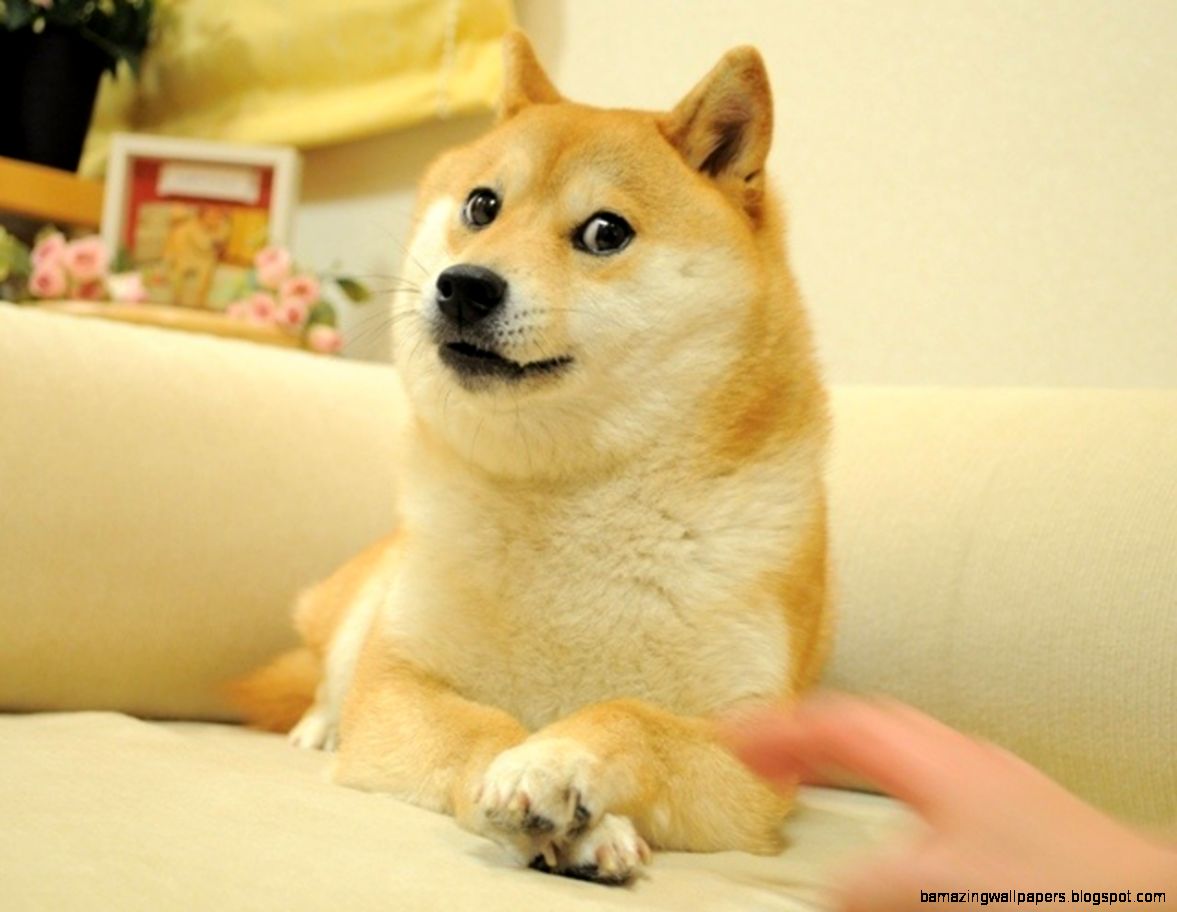 Shibe Doge Original Size 1280x960 31475 Shibe Doge Original Size 1280x960 31475