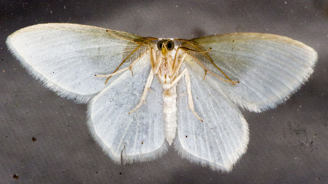 Little Emerald, Jodis lactearia. Male.  Geometer.  Kent Butterfly Conservation mothing event at Oldbury Hill, 10 June 2012.