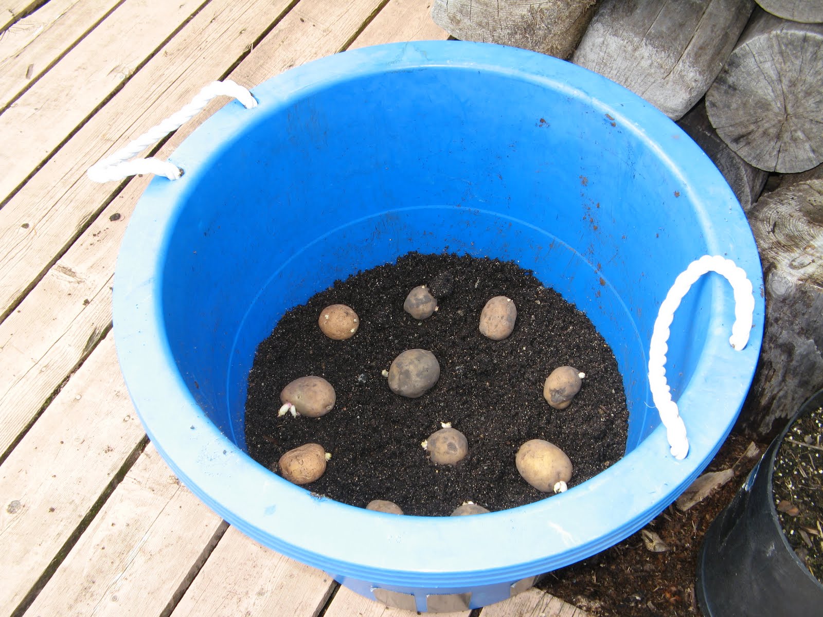 Powell River Books Blog A Barrel Full of Potatoes