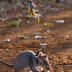 Landmine-Sniffing Rats Help Save Lives in Tanzania