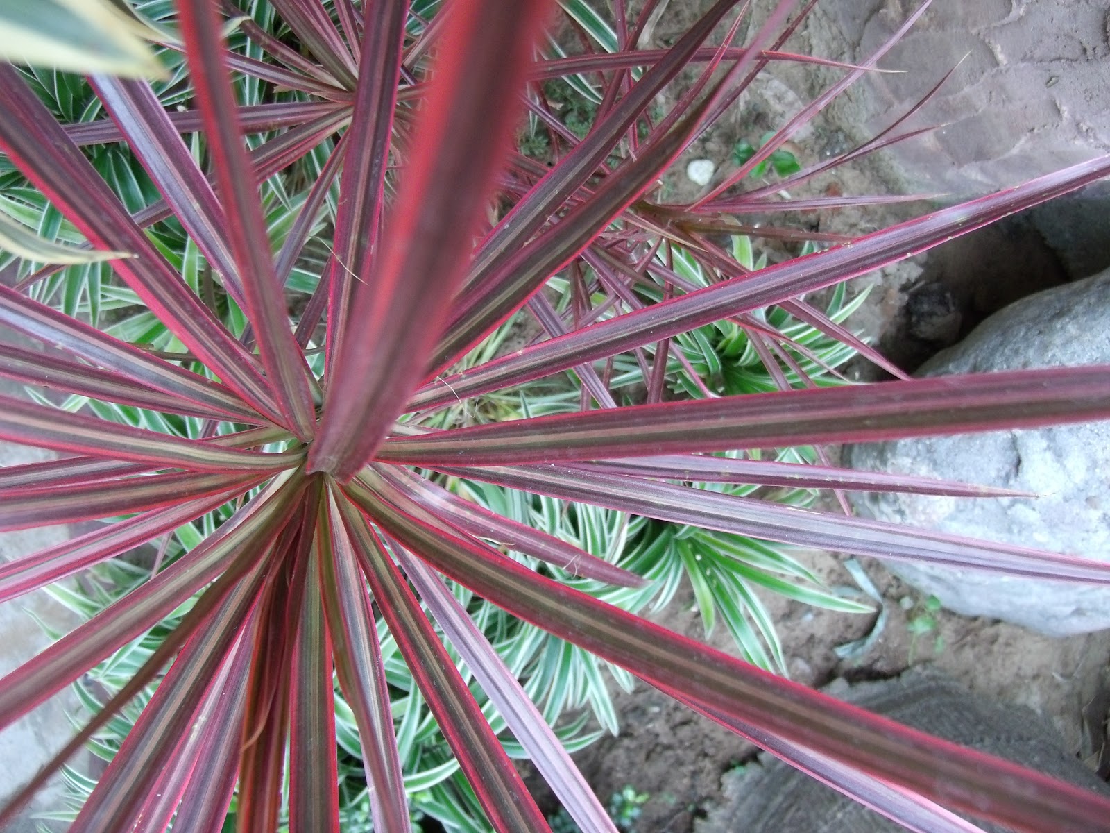 Simple Garden Thoughts Fireworks Plant
