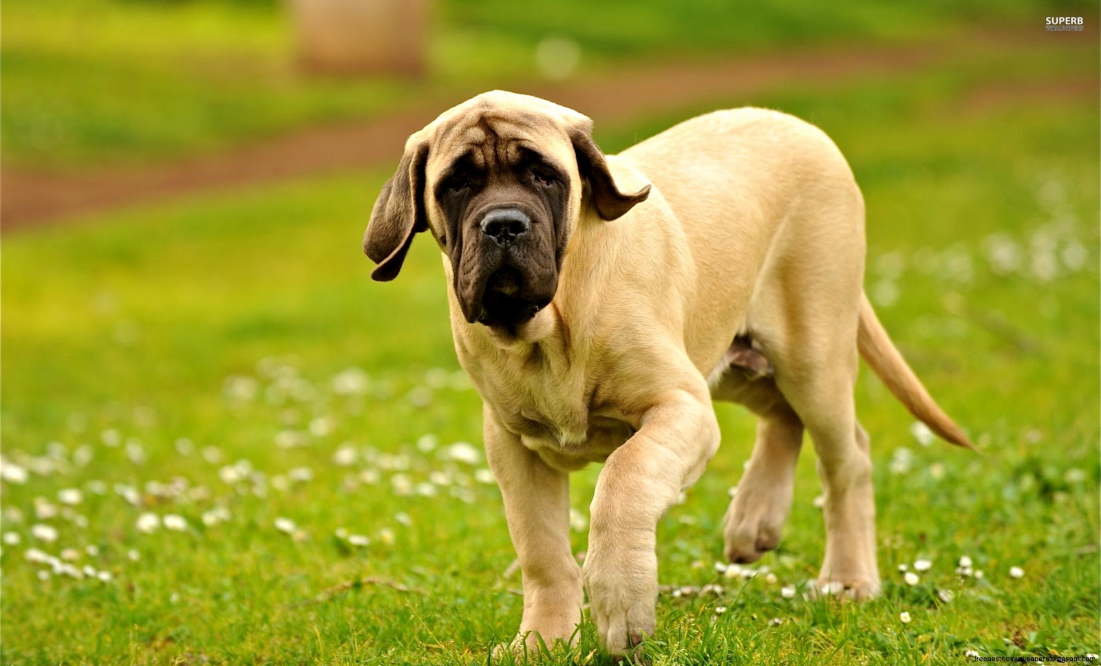 English Mastiff English Mastiff