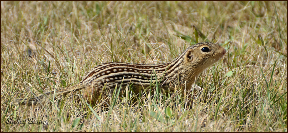 Prairie Nature ThirteenLined Ground Squirrel Stripes and Spots