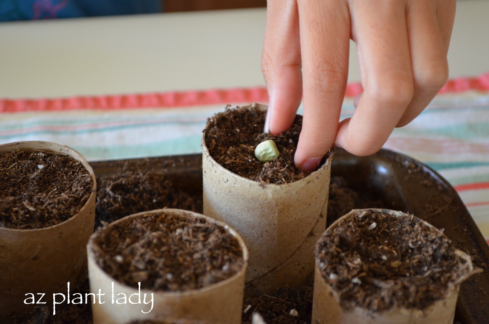 Toilet Paper Rolls and Vegetable Seeds... Ramblings from a Desert Garden