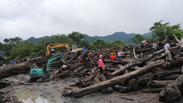 石門水庫因連日豪雨,造成漂流木堆放,林務局開放撿拾,民眾開怪手搶搬。 石門水庫因連日豪雨,造成漂流木堆放,林務局開放撿拾,民眾開怪手搶搬。