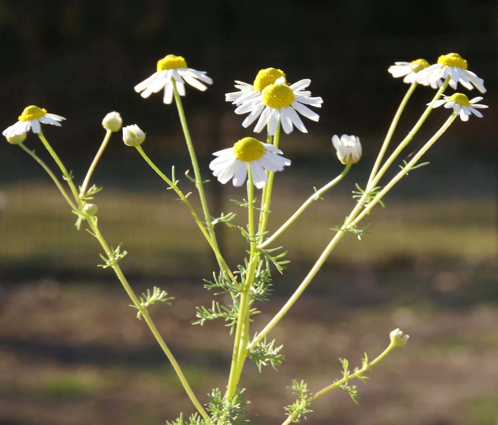 New Jersey Garden Mom Flower Photography