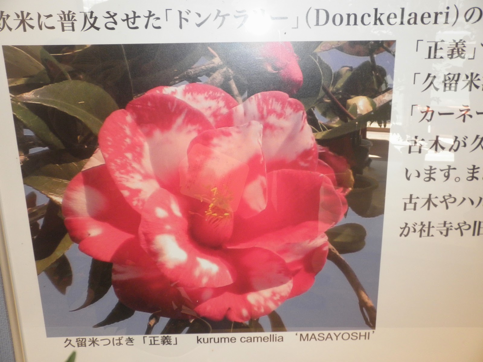 Words From A Classical Japanese Poem Lover March 14