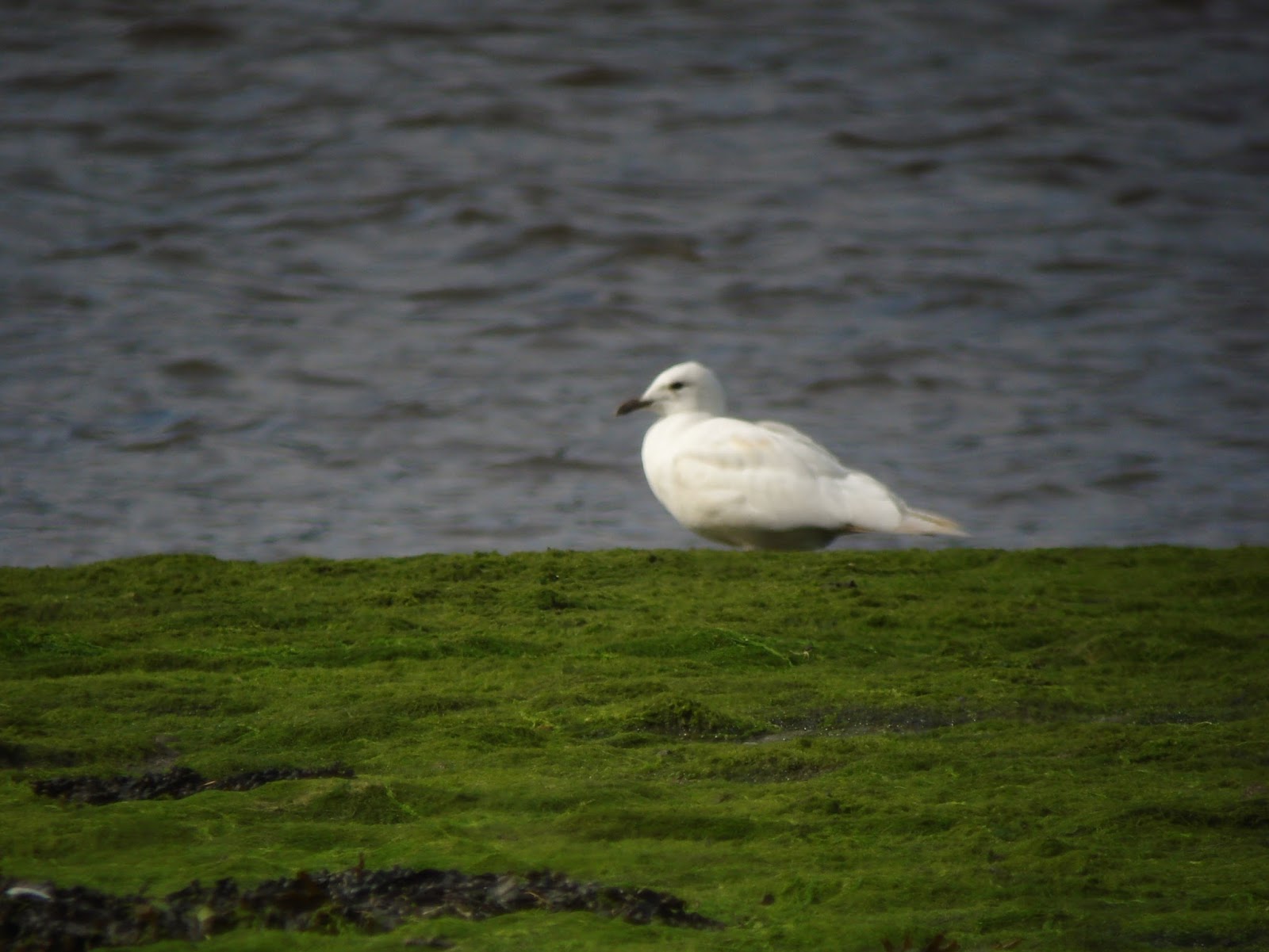 Pembrokeshire Birds West Williamston NR white gull