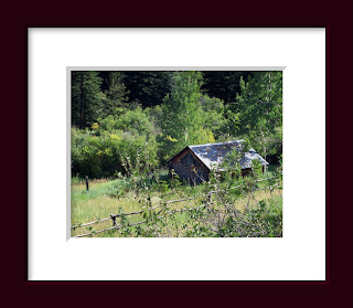 an old log cabin surrounded by the lushness of a green Colorado summer