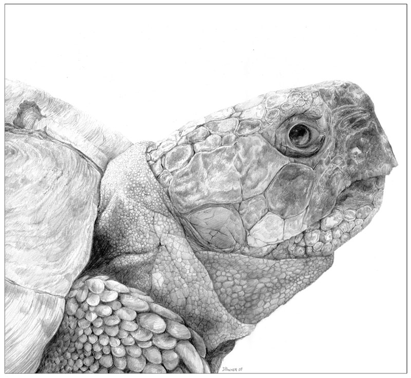 Dave Powner Wildlife Art