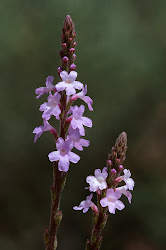 Verbena officinalis