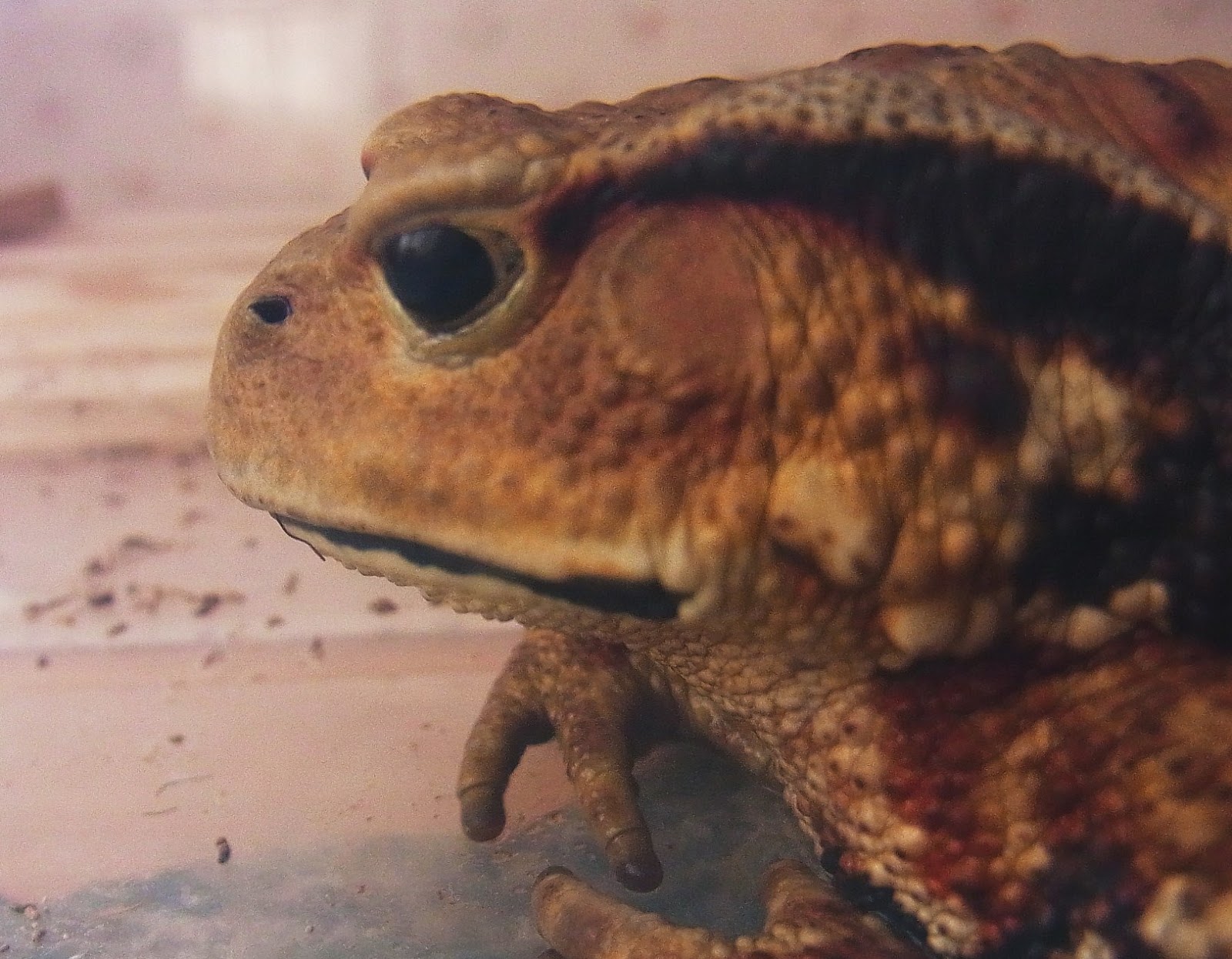 東海道のカエルのブログ アマガエル ２年目 たち