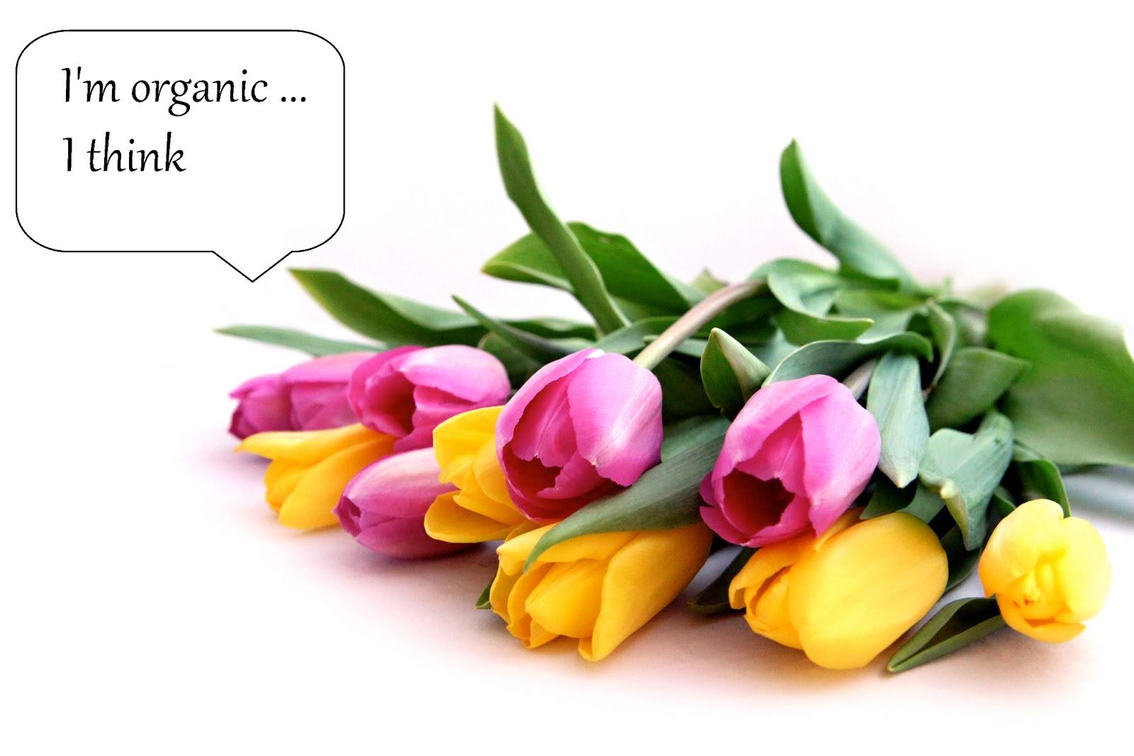 Shanghai Monkey Organic Tip 6 What's So Great About Organic Flowers?