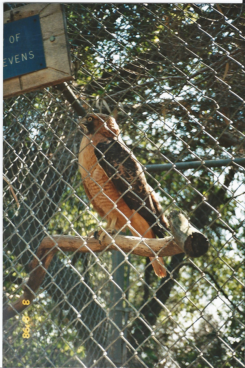 Western Sojourns Travels with Camissonia SAN DIMAS CANYON REGIONAL