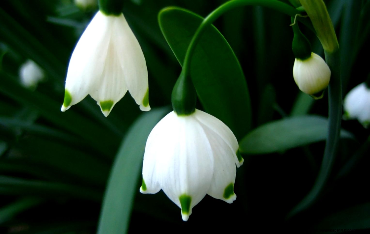 High Resolution Spring Wallpaper High Quality X Flowers High Resolution Spring Wallpaper High Quality X Flowers