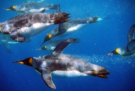 Animal Flippers