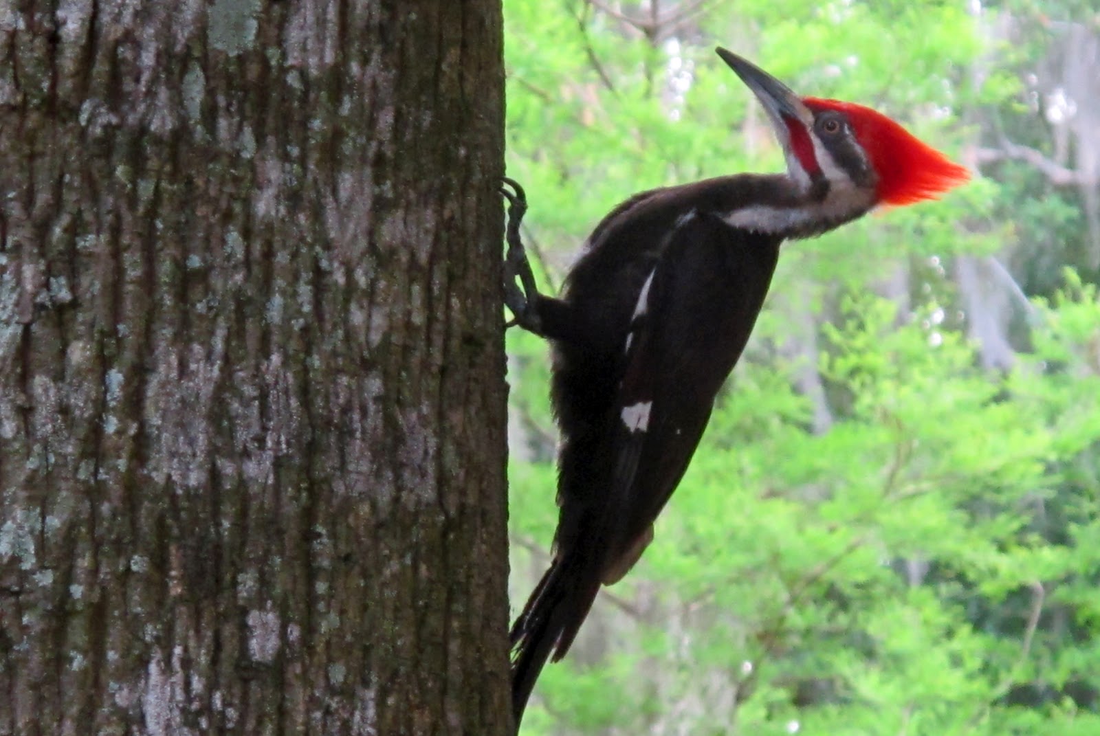 Low Tide Orbit: Pileated Woodpecker