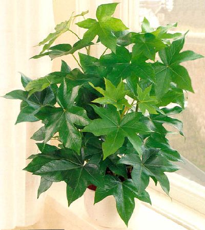 Die Korperteile Auf Englisch Korperteile 2020 02 21