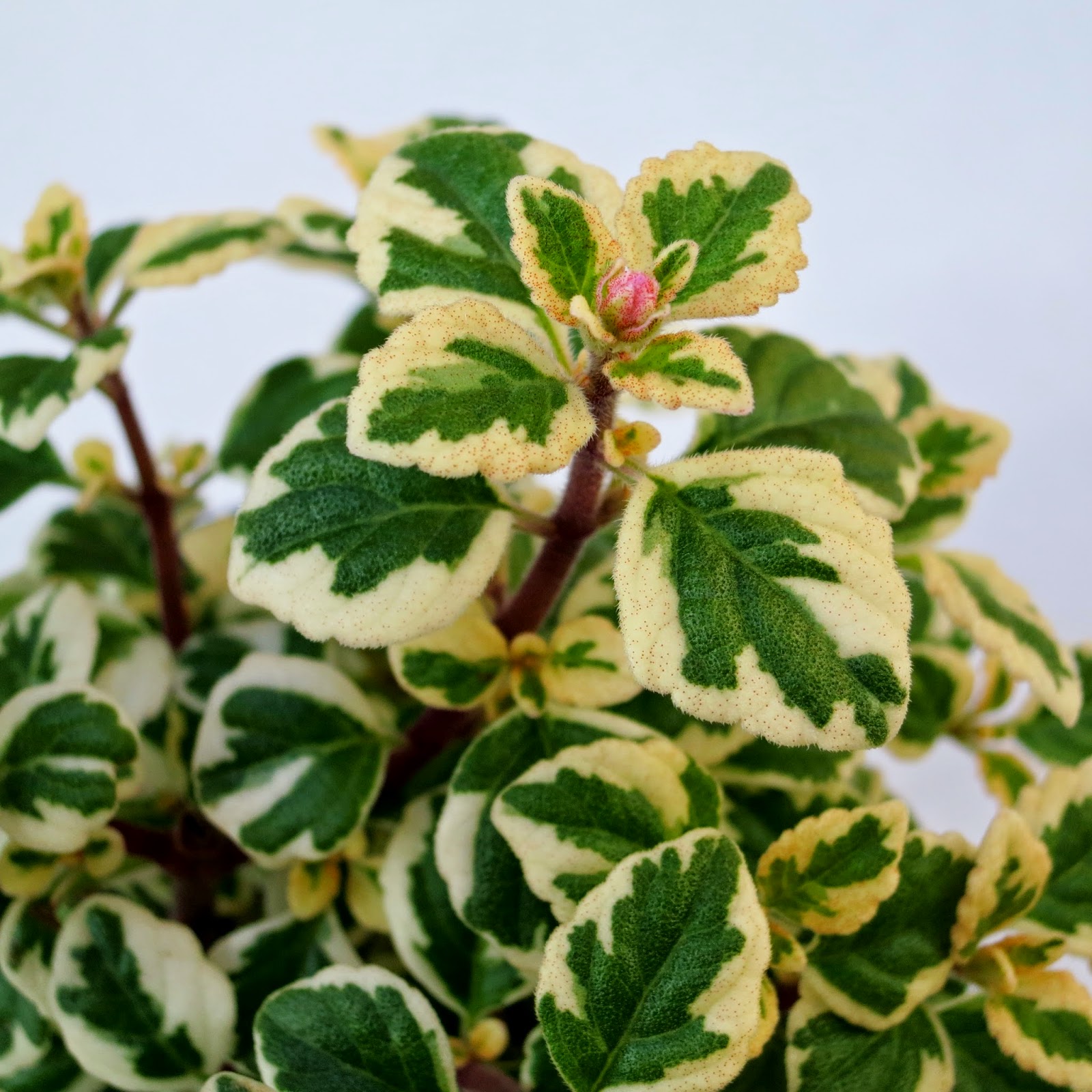 Gary's Specialty Plants Hemizygia 'Candy Kisses' The New Flowering