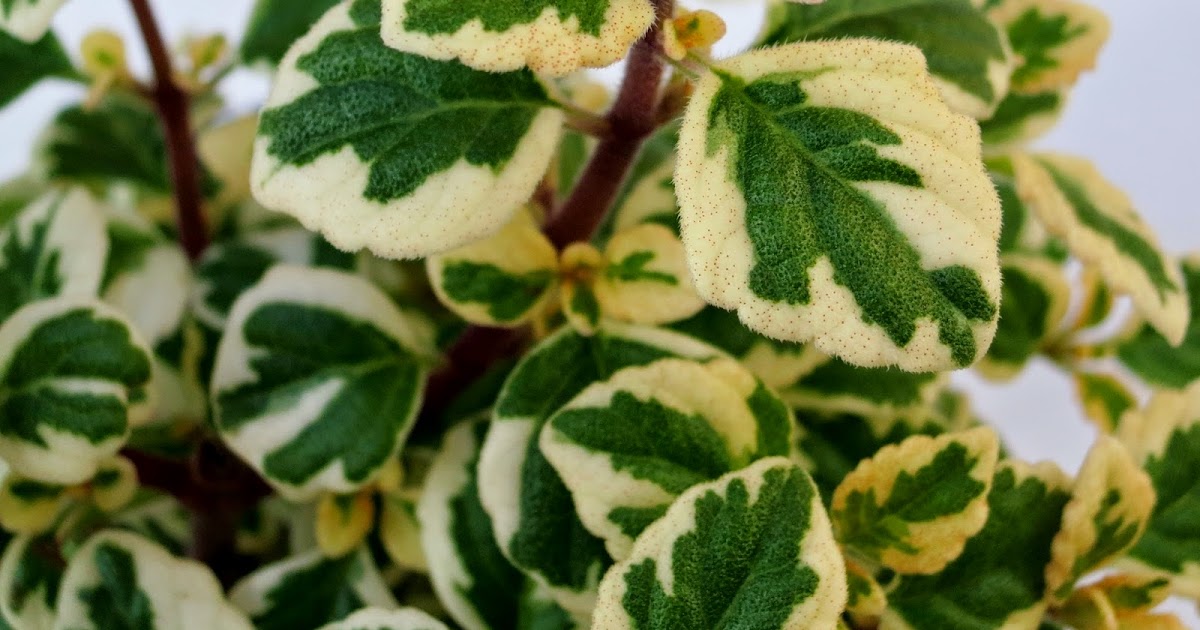 Gary's Specialty Plants Hemizygia 'Candy Kisses' The New Flowering