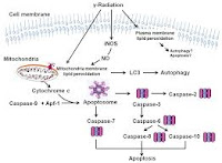 LIPID PEROXIDATION TEXTBOOK : LIPID PEROXIDATION