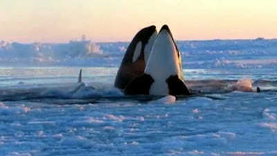 Ikan paus pembunuh terperangkap di bawah lapisan ais