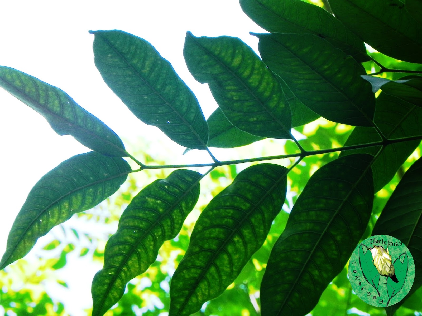 Plantas Medicinales HOJAS DE CEDRO.