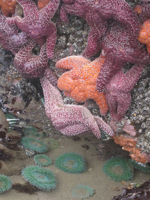 Tidal Pools