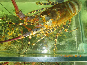 Exotic live  sea-food for sale. King pearl lobsters.