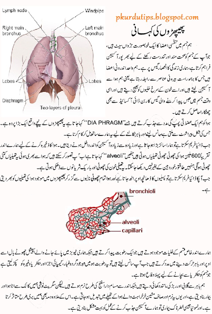 lungs-in-urdu