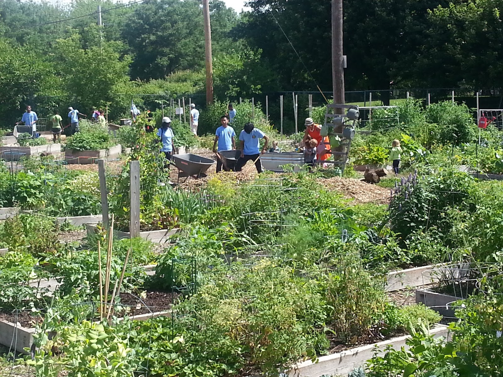 The Chicago Real Estate Local Lawrence Avenue "Global Garden" an oasis