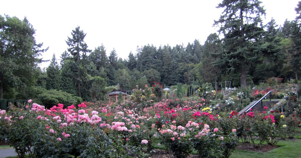 Melle's Welt: Rosengarten