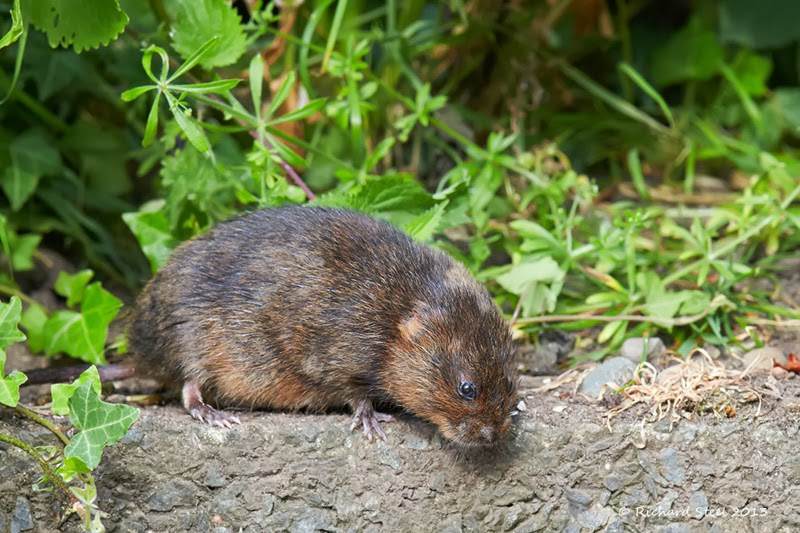 The Elusive Southern Bog Lemming