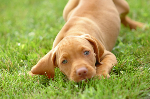 Vizsla Puppies Pictures and Information