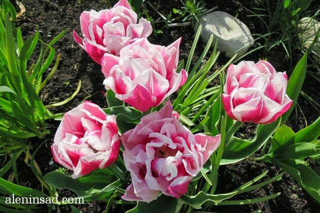 Top Lips, сорта тюльпанов, тюльпан, аленин сад, весенние луковичные