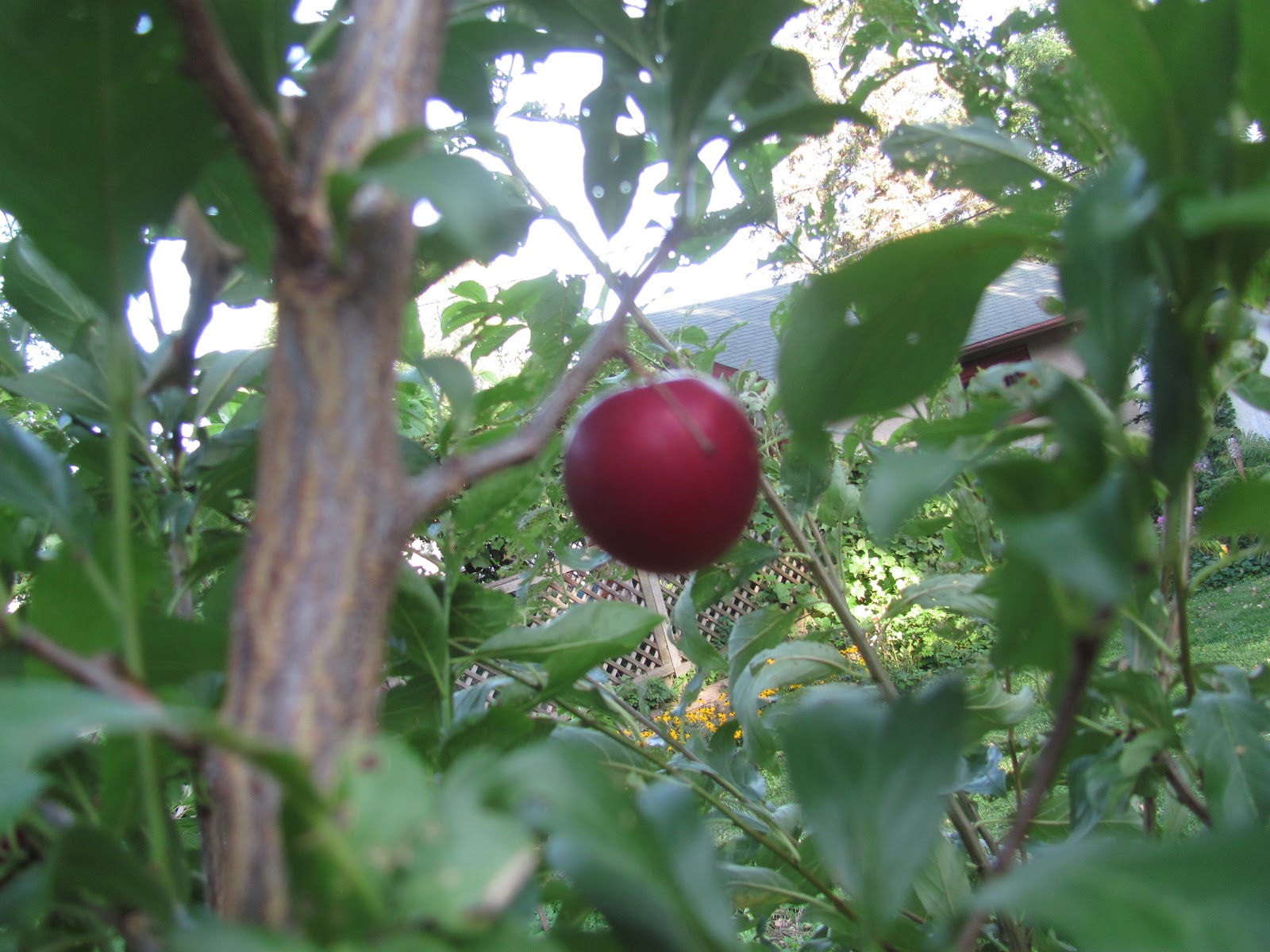 eighth acre farm building with salvaged things