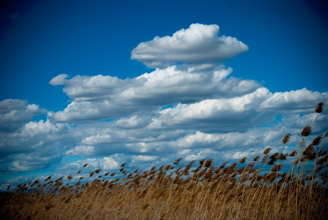 cañas, parque natural, el hondo, crevillente,nubes