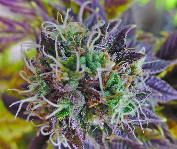 MISTÉRIO DA CANNABIS ROXA MISTÉRIO DA CANNABIS ROXA