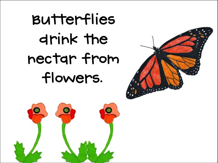 How do butterflies protect themselves?
