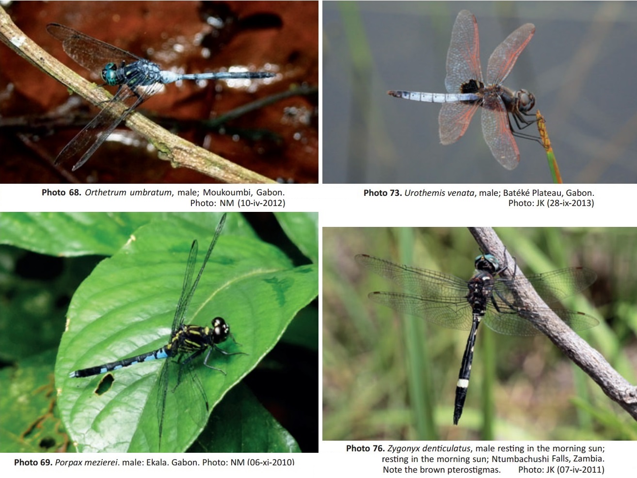 Euphaea tricolor d'Indonesie! Entomologie Insecte Odonates Libellule dragonfly 